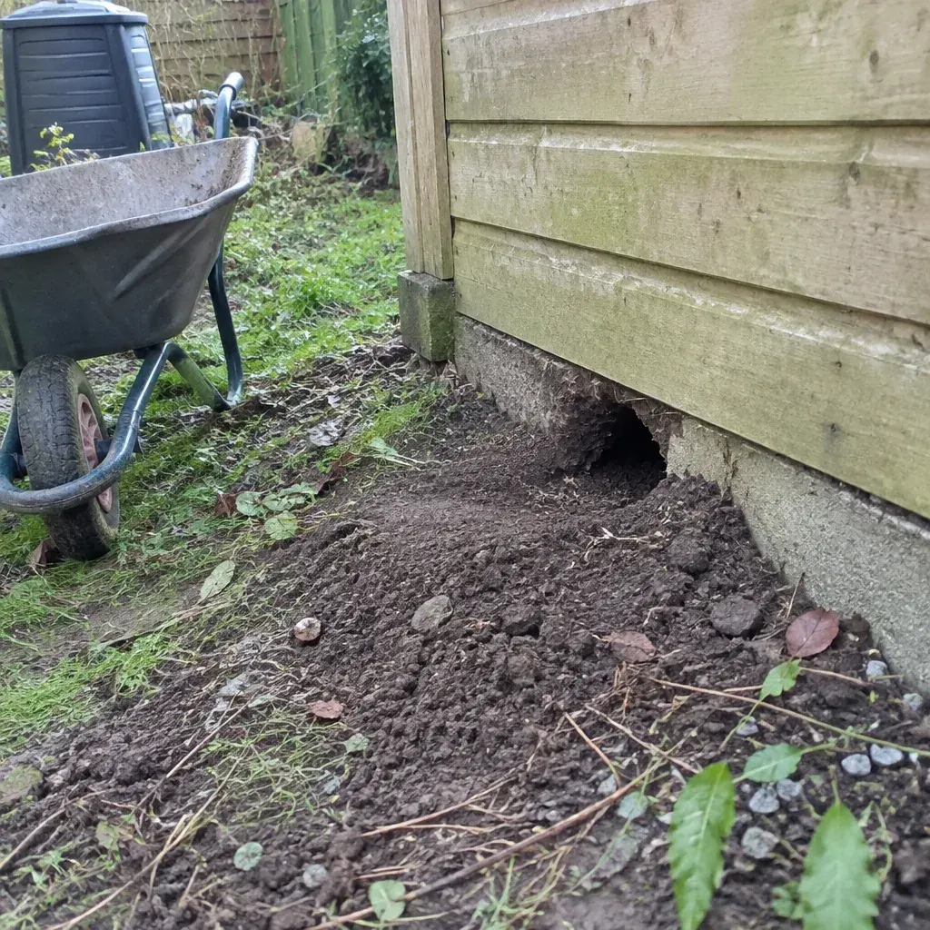Rat Control service in Lee's Summit, MO